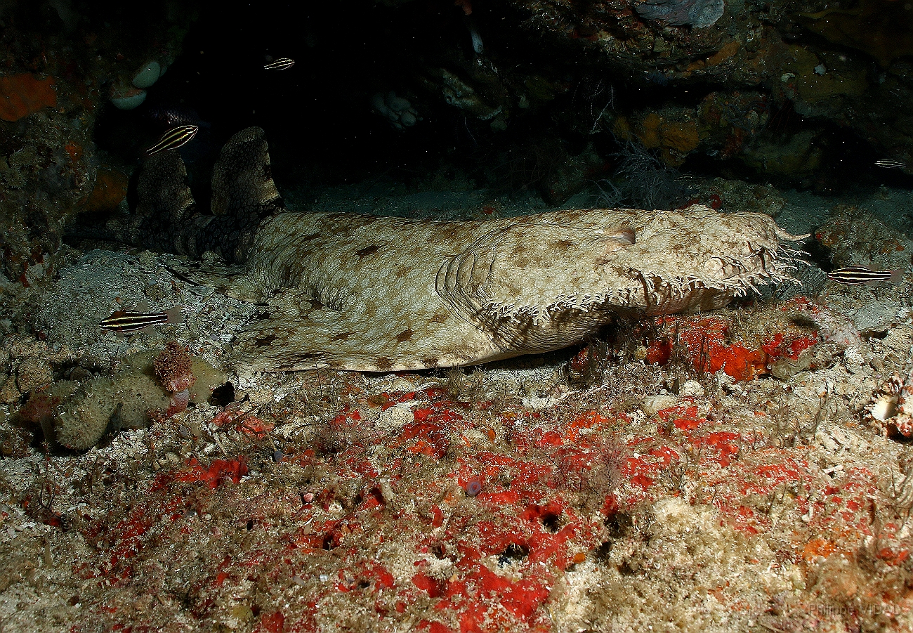 Raja Ampat 2016 - Eucrossorhinus Daypogon - Tasselled Wobbegon - Requin Tapis barbus - IMG_5336_rc.jpg